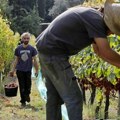 Sezonci po zakonu ne mogu da rade duže od 12 sati dnevno