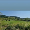 Stara planina prepuna retkih i ugroženih vrsta: Ova biljka potpuno iščezla