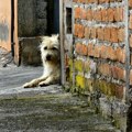 Komunalci iz Vršca će za 3,4 miliona dinara hvatati pse i mačke lutalice u opštini Sečanj