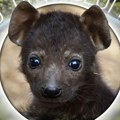 "Bože, kako je sladak!": Ova braon pufna biće lovac kad poraste i novi je stanovnik Beo zoo vrta