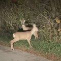 Redak prizor u Koštunićima: Jovan uslikao srnu i srndaća pored puta, pa nestale u šumi