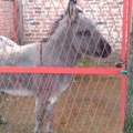 Požarevačka ergela, čuvena po rasnim trkačkim konjima, ponosi se i uređenim mini zoo-vrtom "Ljubičevo" čeka partnerku za Simu…