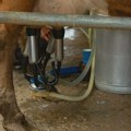 Idea marketi otkupiće dva miliona litara mleka od proizvođača u Srbiji