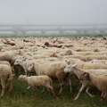 Boginje ovaca i koza u Raški: Deo teritorije Novog Pazara proglašen ugroženim područjem