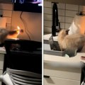Mačka zapalila sopstveni rep: Pila vodu iz sudopere kada je došlo do nezgode