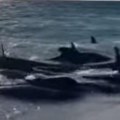 Užasna katastrofa! Više od 100 kitova se nasukalo na obalu, neki su već eutanazirani (video)