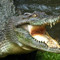 Devojčicu (12) napao krokodil u potoku, nađeni njeni ostaci: Užas u Australiji, nastavlja se potraga za zveri