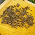 Pomoć države za ove tri kategorije građana! Najavljena i oštra borba protiv falsifikata meda, moguća povlačenja proizvoda…