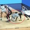 Au, ovo je zaista jezivo: Košarkaš Partizana nezgodno pao, navijači strahuju da je u pitanju ozbiljna povreda