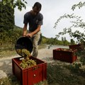 Mladi neće u nadničarske poslove, penzioneri navikli na težak rad