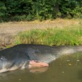 Jakub koji je uhvatio soma od 2,68 metara srušio svoj rekord! Pohvalio se ovom grdosijom (foto)