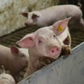 Afrička kuga u dve opštine u Srpskoj: Nadležni apeluju da se spreči nelegalan transport svinja
