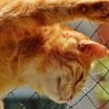 Za spas mačaka grad ulaže 100.000 evra Samo u prvih šest meseci ove godine stradalo 19 životinja
