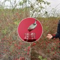 Dobar rod na plantaži mladog poljoprivrednika Dina Subotičkog Nemci od šipka iz Bačkog Petrovog Sela prave dečje kaše