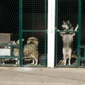 Bolji uslovi za odbačene pse: Loznički azilu za napuštene životinje