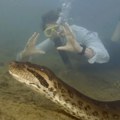 Naučnici ostali zapanjeni tajnom najveće zmije na svetu