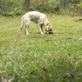 Veterinarka objasnila zašto vaš pas jede travu i kad treba da se zabrinete