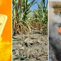 RHMZ upozorava: Suša i toplotni stres se nastavljaju! Tek po koja kap kašice i temperature iznad proseka i u septembru, evo…
