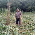 Divlje svinje uništile Milošu kukuruz: Od hektar i po uspeo da spasi samo 70 ari
