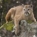 Užas u Kaliforniji: Planinski lav ubio mladića (21), njegovom bratu (18) izgrizao lice