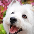Nemojte uzimati psa prema boji nameštaja i očiju – Festival „Ulični psi” na Kalemegdanu