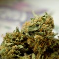 Zaplenjeno 32 kg marihuane u Subotici, dvojica uhapšena prilikom pokušaja primopredaje