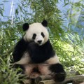 Panda u berlinskom zoološkom vrtu čeka blizance (FOTO)