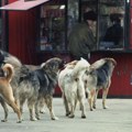 Turska najavila primenu kontroverznog zakona o uklanjanju pasa lutalica nakon smrti deteta