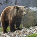 Meso mrkih medveda na meniju?! Slovačka odobrila prodaju zaštićene vrste – Evropa u šoku!
