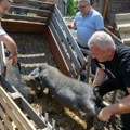 Posle požara – prve isporuke pomoći: Gazdinstvo u Cerovcu dobilo nove moravke i novu nadu