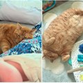 (Foto) Impresivno „popunjen“ ovo je najdeblji mačak na svetu Garfild, popularni pet-fluenser, podelio internet: "Odmah ga…