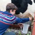 Male farme proizvode najveći deo mleka u Srbiji
