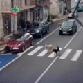 Снимљено несвакидашње "пријатељство" Пас помагао изгубљеној овци да се врати у своје стадо: Цео интернет гледа овај снимак…
