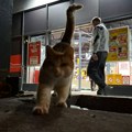 Lenji mačak dežura ispred supermarketa u Žarkovu: Za njegovu sreću potrebno je malo