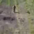 Ukrajinski vojnik navodno pokušao da se preda, a onda ga je pogodio dron! Sav užas stao je u dva snimka (video)