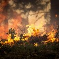 Gore četinarske šume na Zlatiboru Vatra se širi! Meštani očajni: Daj Bože da se ne širi više bore sa stihijom zajedno s…