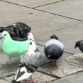 Ljudi u ovom engleskom gradu ne veruju svojim očima Jedan golub je postao turistička atrakcija - svi nagađaju kako je…