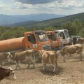 Ministarstvo poljoprivrede obezbedilo po četiri cisterne vode dnevno za krave i konje na Suvoj planini