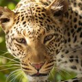 Radnik zoo vrta u Jerusalimu preminuo nakon napada leoparda