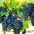 Vinogradari se nadaju dobroj berbi, grožđe se privikava na klimatske promene