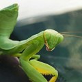 BIOLOG: Ima li razloga za paniku zbog "najezde" bogomoljki
