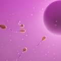 Orijentacija spermatozoida u mikrogravitaciji mogla bi ozbiljno uticati na putovanja u svemir
