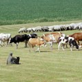 Stočari traže da se prestane sa otimanjem površina namenjenih ispaši. Preoravanje pašnjaka po Vojvodini je krivično delo.
