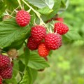 Stižu nam maline: Početna cena - 550 dinara