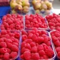 Ministarstvo poljoprivrede: Počinje kontrola malinjaka širom Srbije