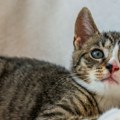 U Vojvodini se veruje da „mačka koja pere lice sprema kuću za goste“, a ako u vašoj blizini maca iznenada uradi ovo, staro…