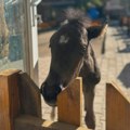 Ždrebe pronađeno na Suvoj planini dobilo ime i novi život
