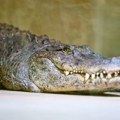Odgajao krokodila kao kućnog ljubimca: Spasio ga sigurne smrti, a kad čujete šta je sve radio sa njim zanemećete (foto)