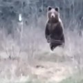 Muškarac iz BiH se druži sa medvedom: Ma jedi bolan, na kraju smo sa kukuruzom, ali sutra nam je penzija! Hit snimak (video)