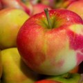 Црвљива или прскана јабука, шта је здравије